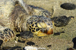 "Asleep"

A lone turtle sits in the sand just north of ... by Louis Hamwey 